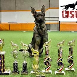 German Shepherds and Yorkshire Terriers from CISCOK9