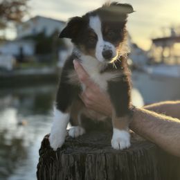 Miniature Australian Shepherd Puppies from All That Auss Mini Aussies