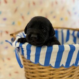 Mr Orange - Black male Labrador Retriever puppy in Overton, Nevada from Sinfully Sweet Kennel