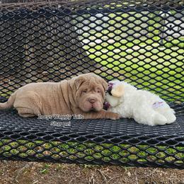 Raj - Lilac dilute male Chinese Shar-Pei puppy in Minden, Louisiana from Zoey's Waggly Tails