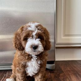 Cavapoo Puppies from Wednesday & Co