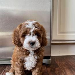 Cavapoo Puppies from Wednesday & Co