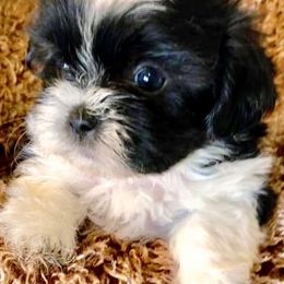Shih Tzus from Oakview Kennels