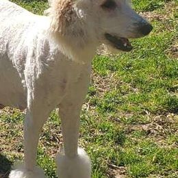 Poodles from Pineapple Farms Kennel