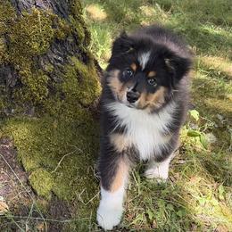 Starlight - Black tri-color male Australian Shepherd puppy in Puyallup, Washington from SolarStorm Australian Shepherds