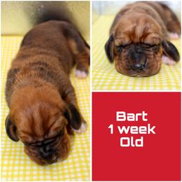 BART - Red and white male Basset Hound puppy in Jacksboro, Texas from Basset Hounds of Jacksboro, Tx