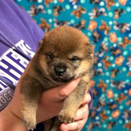 Shadow - Sesame female Shiba Inu puppy in Marshall, Minnesota from Tobitatsu Shiba Inu