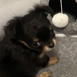Chihuahua puppies from Faith's Heavenly Chihuahuas