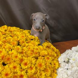 Stella - Blue female Italian Greyhound puppy in Lancaster, Missouri from White Stone Ranch