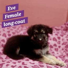 Eve Purple Collar - Black and red female German Shepherd puppy in Bedias, Texas from TiPi S Ranch's German Shepherds