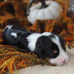 Girl 1 - female Cavalier King Charles Spaniel puppy in Mountain Grove, Missouri from Dogwood & Sassafras Companions