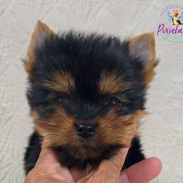 Ulani - Black and tan female Yorkshire Terrier puppy in Santa Clarita, California from Pixieland Yorkshire Terriers