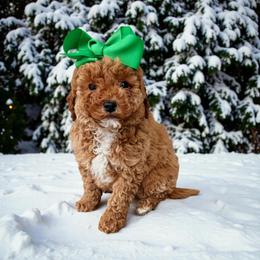 Penny - Apricot female Goldendoodle puppy in Swartz Creek, Michigan from Michigan Doodles