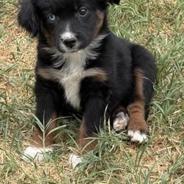 Henry - Black tri male Miniature American Shepherd puppy in Milton Freewater, Oregon from Sparkling Cross Toy & Mini Aussies