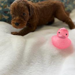 Boy 9 - Red male Whoodle puppy in Sebastian, Florida from Perri’s Whoodles