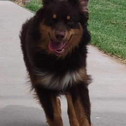 Copper - Australian Shepherd