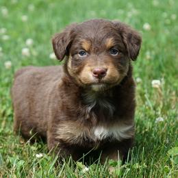 Boy 3 - male Australian Shepherd puppy in Holmesville, Ohio from Coffee Run Spring at Miller Farms