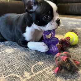 Boston Terrier Puppies from NW Boston Terriers