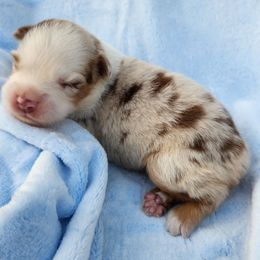 Rmf2 - Red merle female Miniature Australian Shepherd puppy in Lakeland, Florida from Sunshine Mini Aussies