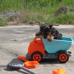 Yorkshire Terrier Puppies from Holy Terriers Yorkies
