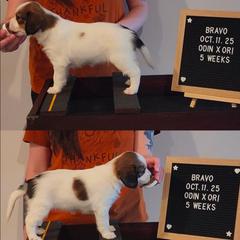 Bravo - White and red female Nederlandse Kooikerhondje puppy in Pensacola, Florida from Ragnarök Kooikerhondjes