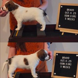 Bravo - White and red female Nederlandse Kooikerhondje puppy in Pensacola, Florida from Ragnarök Kooikerhondjes
