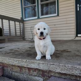 Mia - Light golden female Golden Retriever puppy in Seymour, Missouri from High Road Golden Retrievers