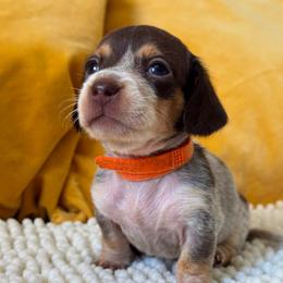 Prada - Piebald female Dachshund puppy in Calexico, California from The house of Dachshund