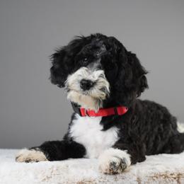 Blue Jeans - Tri-color male Bernedoodle puppy in Caldwell, Idaho from Boise Doodle Co.