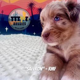 Saffron - Red merle female Australian Shepherd puppy in Tucson, Arizona from TTTNT Aussies