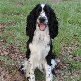 Warren - English Springer Spaniel