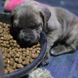 Female - Gray brindle female Cane Corso puppy in Sandia, Texas from OneTime Cane Corso