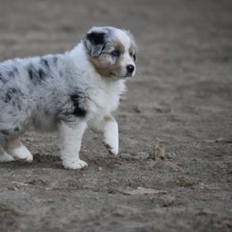 Australian Shepherd Puppies from 10-BAR-Y RANCH