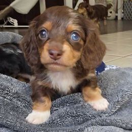 Chip - Dapple male Dachshund puppy in Irvington, Alabama from Christopher's Dachshunds
