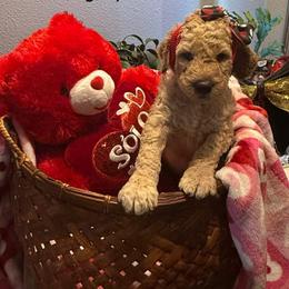 Cupcake - Red  female Goldendoodle puppy in Salem, Oregon from Capital Doodles