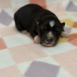 Vic - Agouti and white male Siberian Husky puppy in London, Ohio from Rose Trail Siberian’s