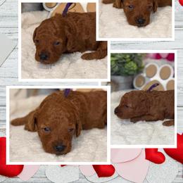 Aussiedoodle Puppies from Iron Doodles