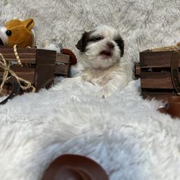 Beth - Liver and white female Shih Tzu puppy in Middleboro, Massachusetts from Highland Farm