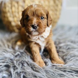 Amber - Red female Cavapoo puppy in Red Mills, Virginia from Padgetts Hill Puppies