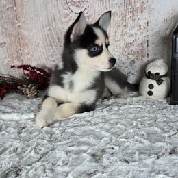 Angel - Black and white female Pomsky puppy in Atwood, Illinois from Peace Road Puppies