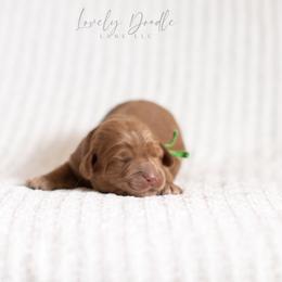Green Collar Boy - Red male Australian Labradoodle puppy in Thousand Oaks, California from Lovely Doodle Lane