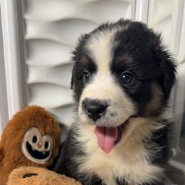 Sweet Girl 3-Black Tri - Black tri-color female Australian Shepherd puppy in Mayfield, Kentucky from Hamilton Farms