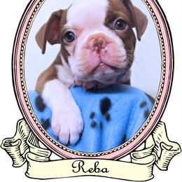 Baby Reba - Seal and white female Boston Terrier puppy in Kingsport, Tennessee from Sleepwalker Bostons