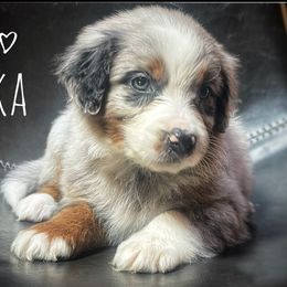 Assorted Doodle Crosses, Aussiedoodle, and Australian Shepherd Puppies from Faith, Feathers & FurBabies