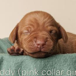 Caddy (pink collar) - Golden rust female Vizsla puppy in Alvord, Texas from Tequila Kennels