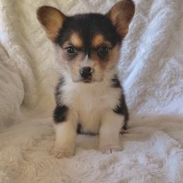 Spooky - Black and tan male Pembroke Welsh Corgi puppy in Northwood, Iowa from Sorrel Sands Corgis