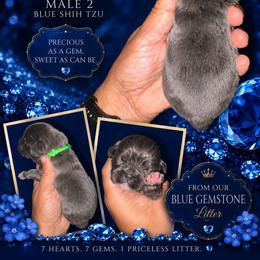 Slate - Blue male Shih Tzu puppy in Eunice, Louisiana from 4J's Cajun Kennels