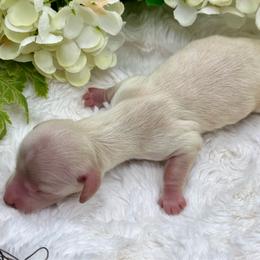 Lincoln - Cream male Dachshund puppy in Exeter, California from Sawtooth Miniature Dachshunds
