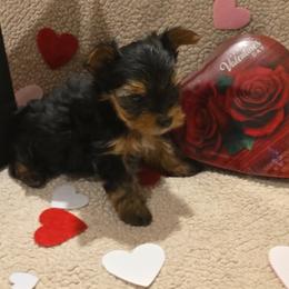 Girl 1 - female Yorkshire Terrier puppy in Aiken, South Carolina from Yorkshires Yorkies