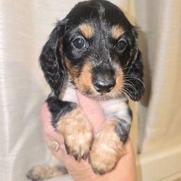 Mr Pickles - Piebald male Dachshund puppy in Riverdale, Utah from Behive Doxies